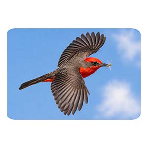 Vermillion Flycatcher in Flight